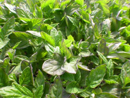 home_photos (7)
